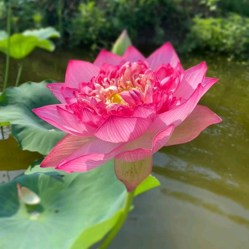 春花秋月