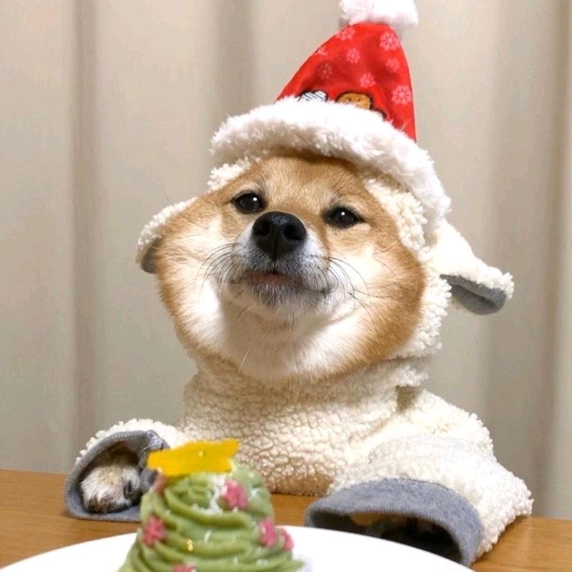 狗蛋本蛋