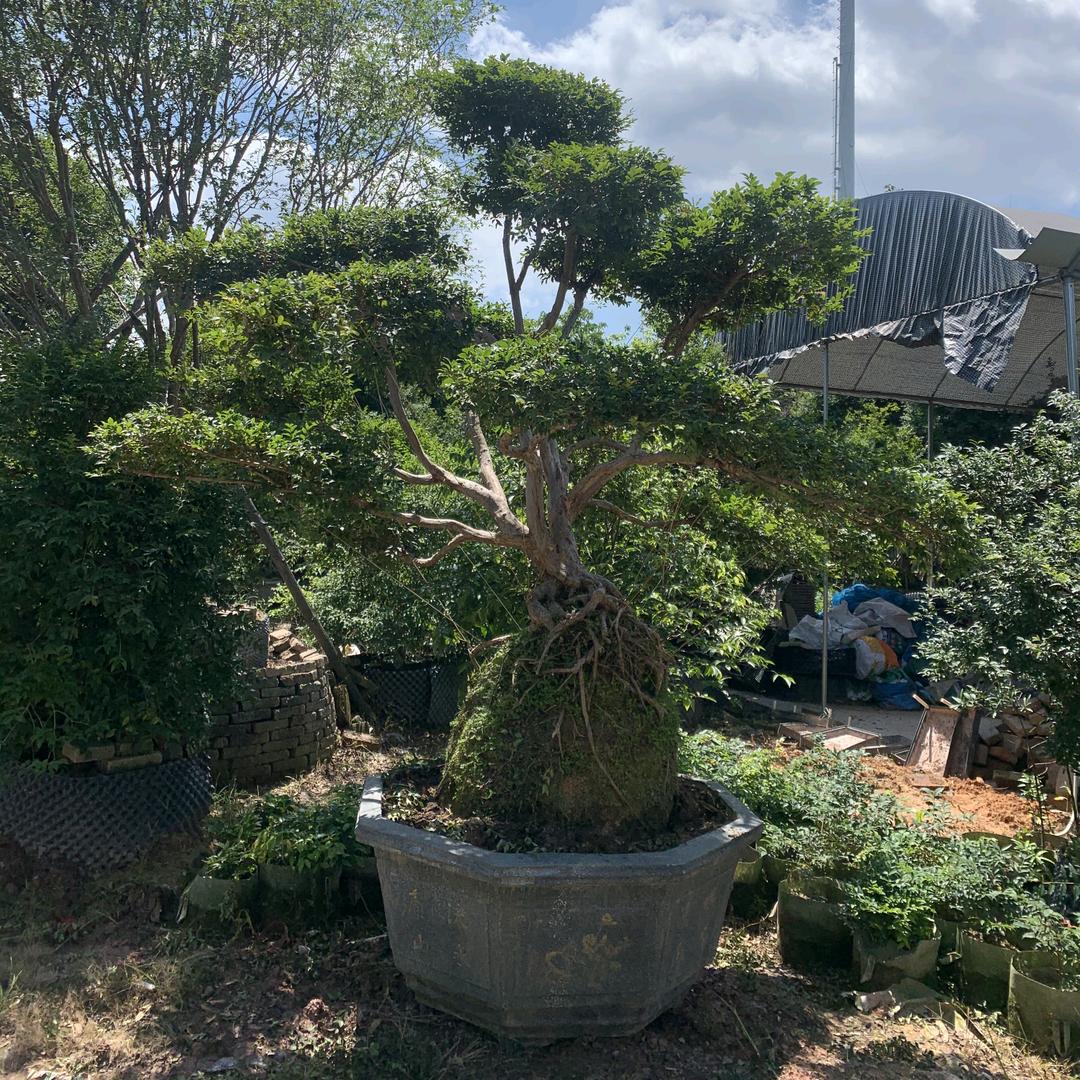 化州市新安镇廖生嘉宝果种植场