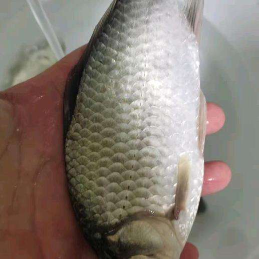 麻麻鱼