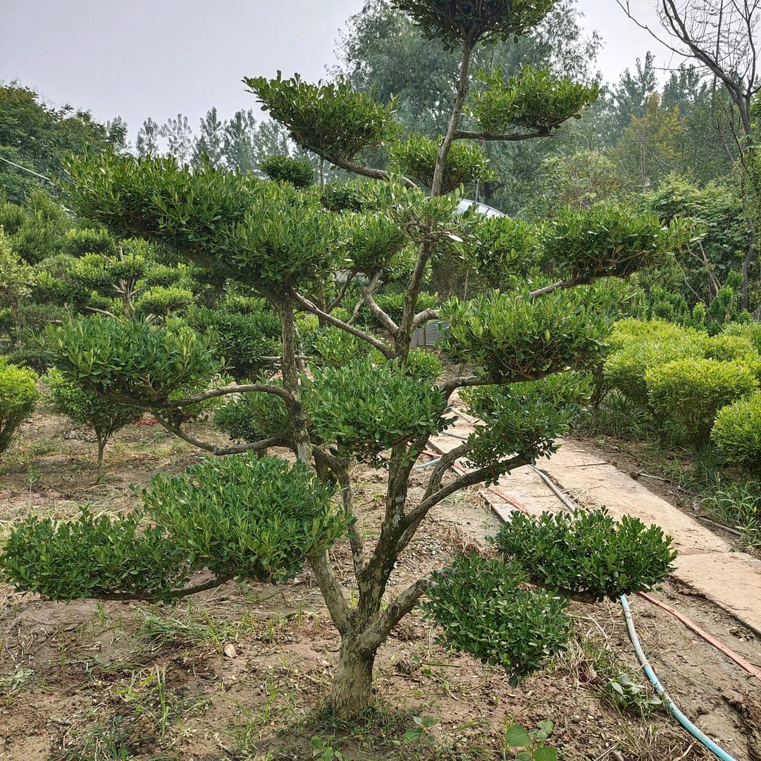 yushengerli3