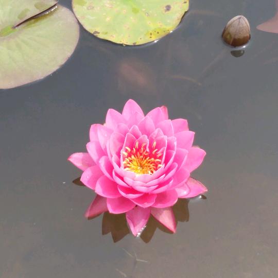 芬芳馥郁