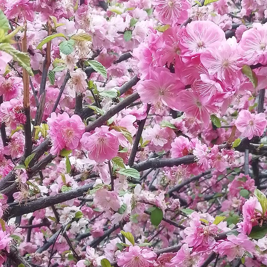 人生与梦