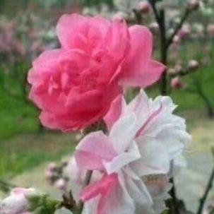 观赏桃花苗木专业基地（近70个优良品种）