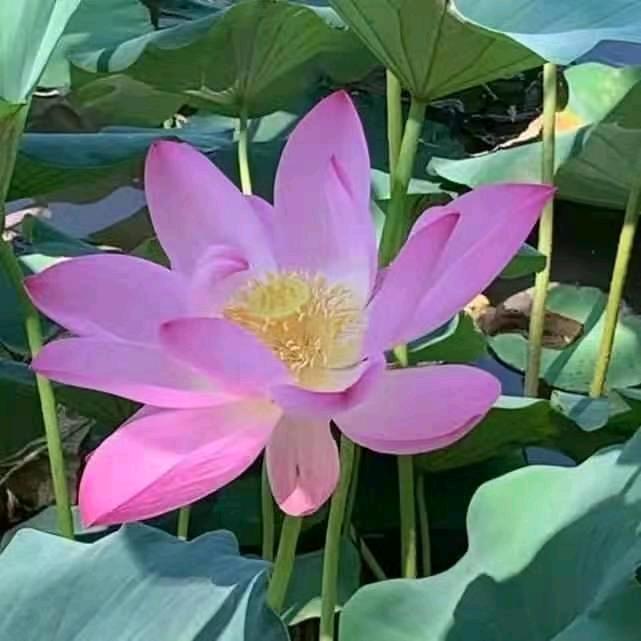 宝丰县小太阳幼儿园