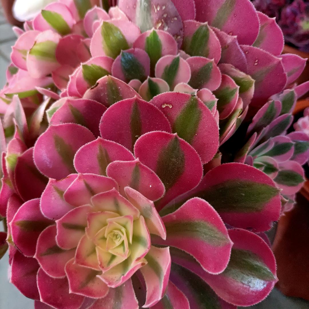 新疆伊宁新月亮湾建材小小花卉