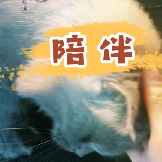 江城爱宠