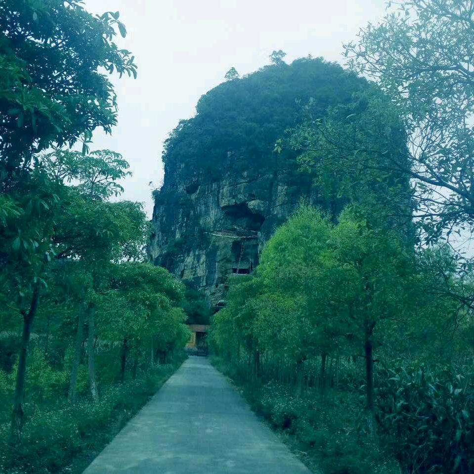 黄O利