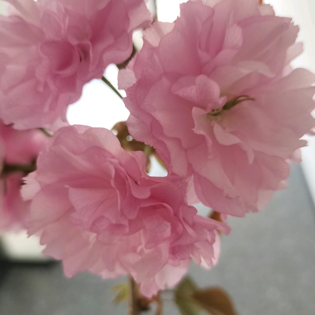 薰衣草头像
