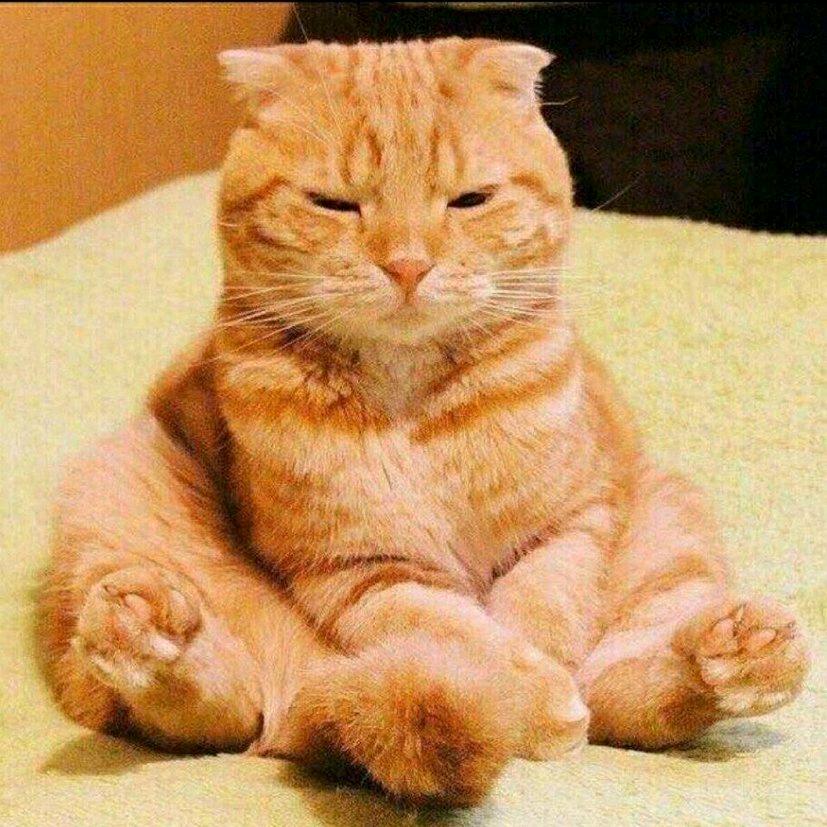 🌈爱买买买的橘喵儿