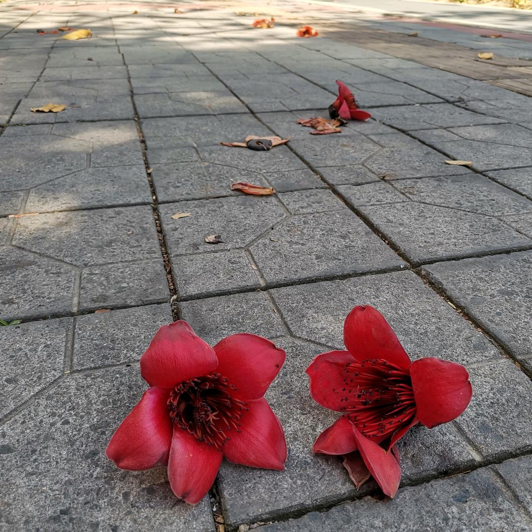 墨染木棉花
