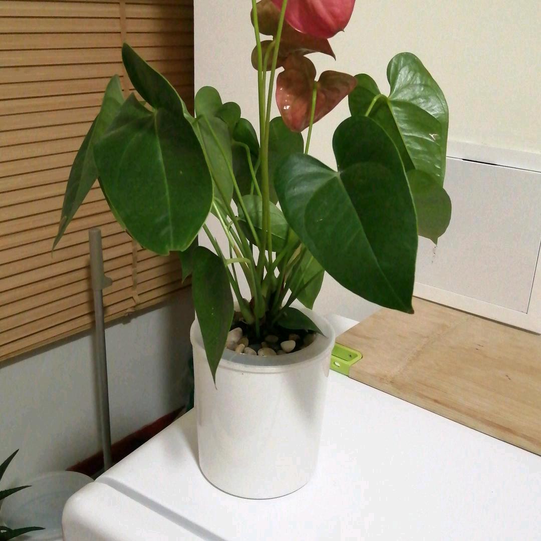 71年单身的猪🐷（白羊座）…缓更