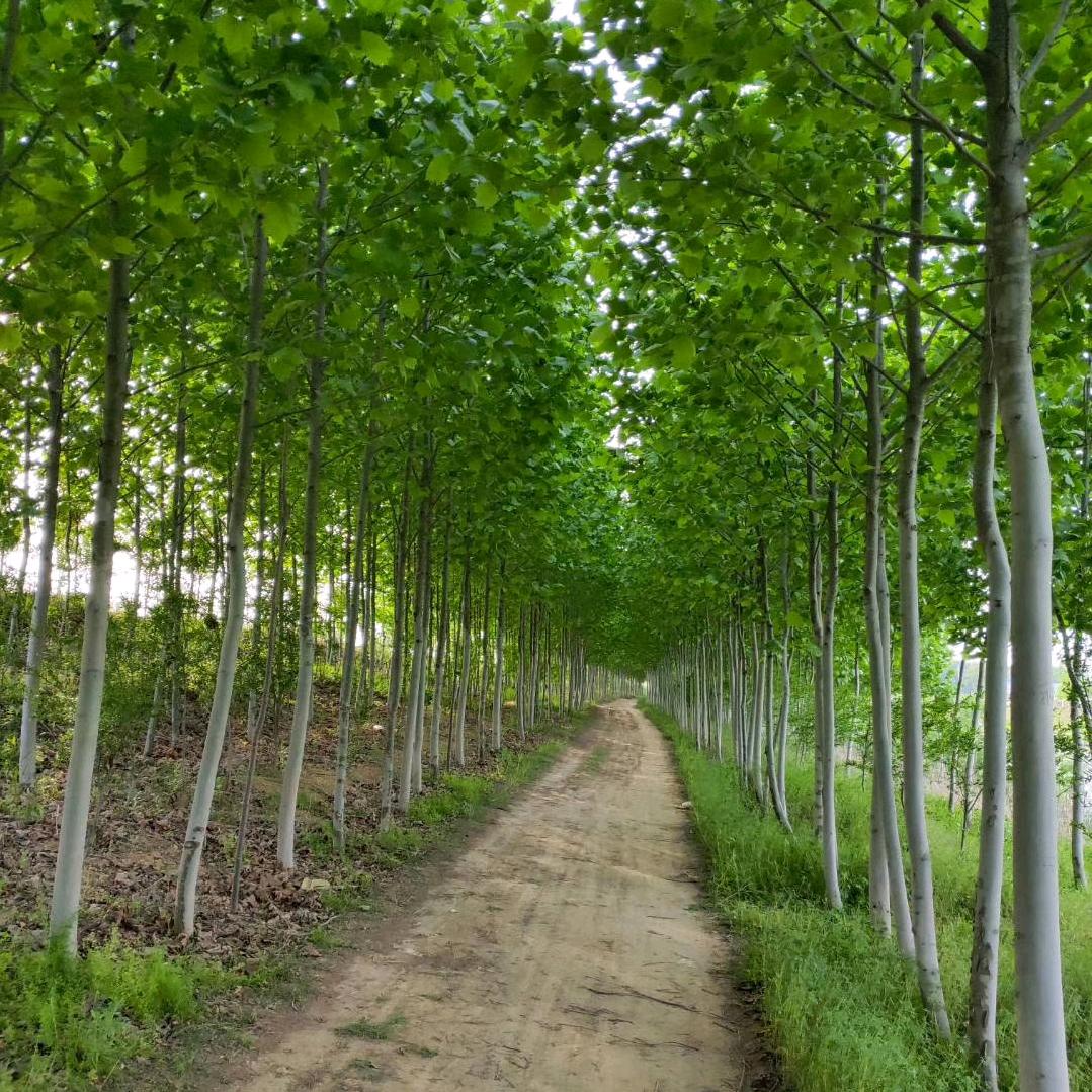 何处春江无月明