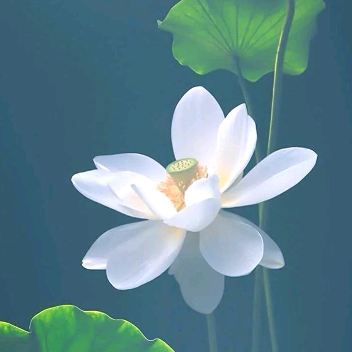 @传承国学