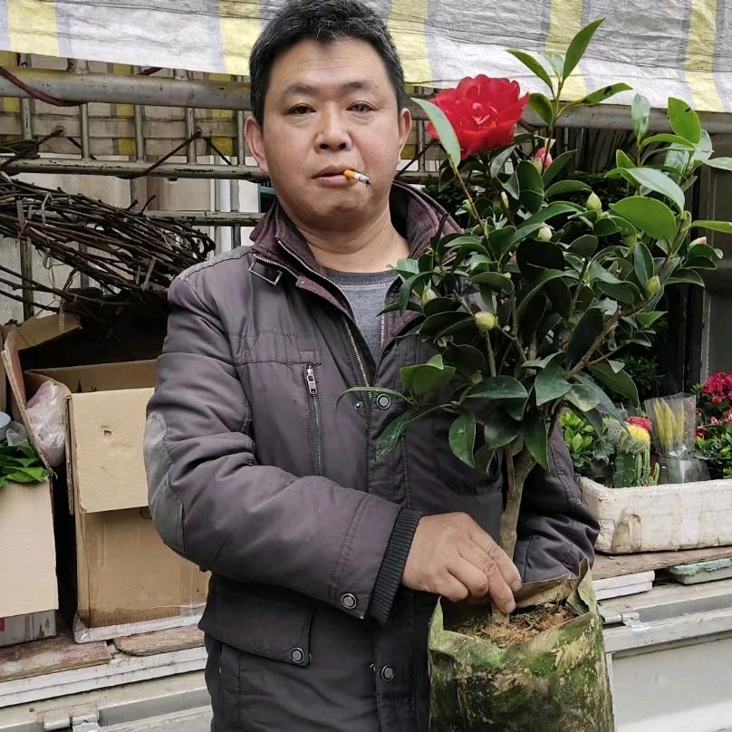翠湖园艺
