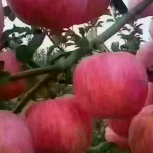 小陈