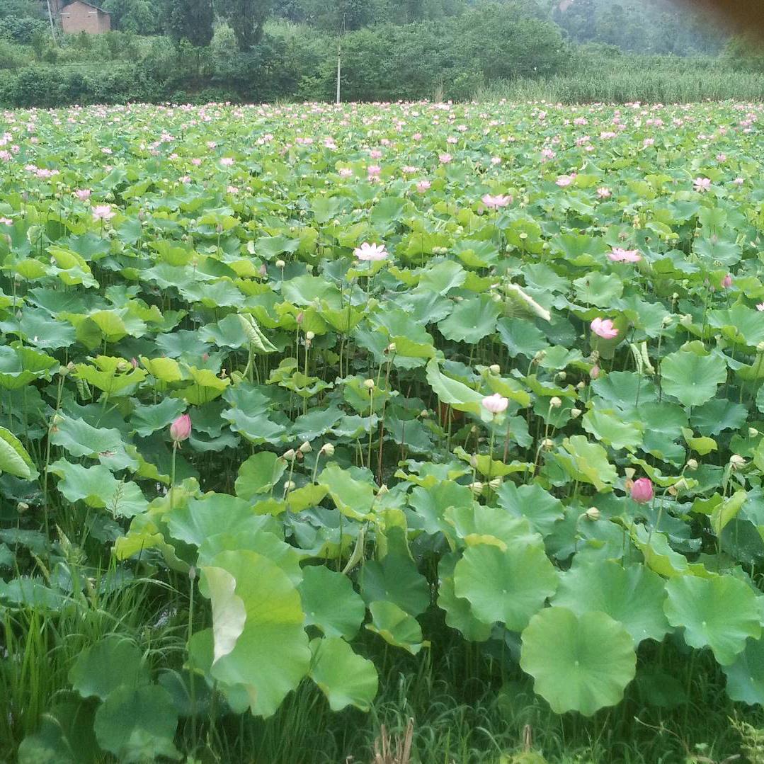 王建明