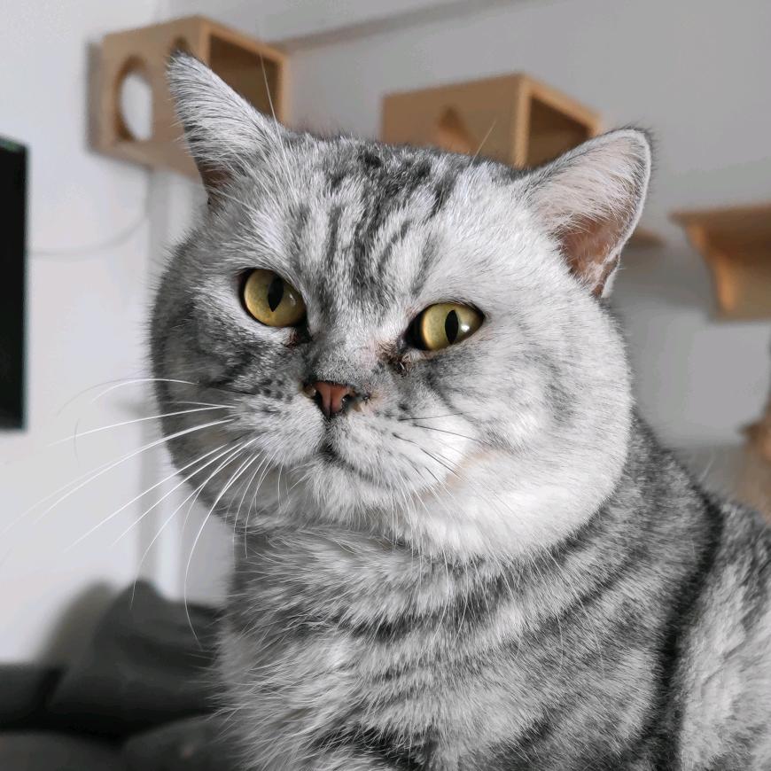 重庆喵小舍.猫猫主题江景民宿