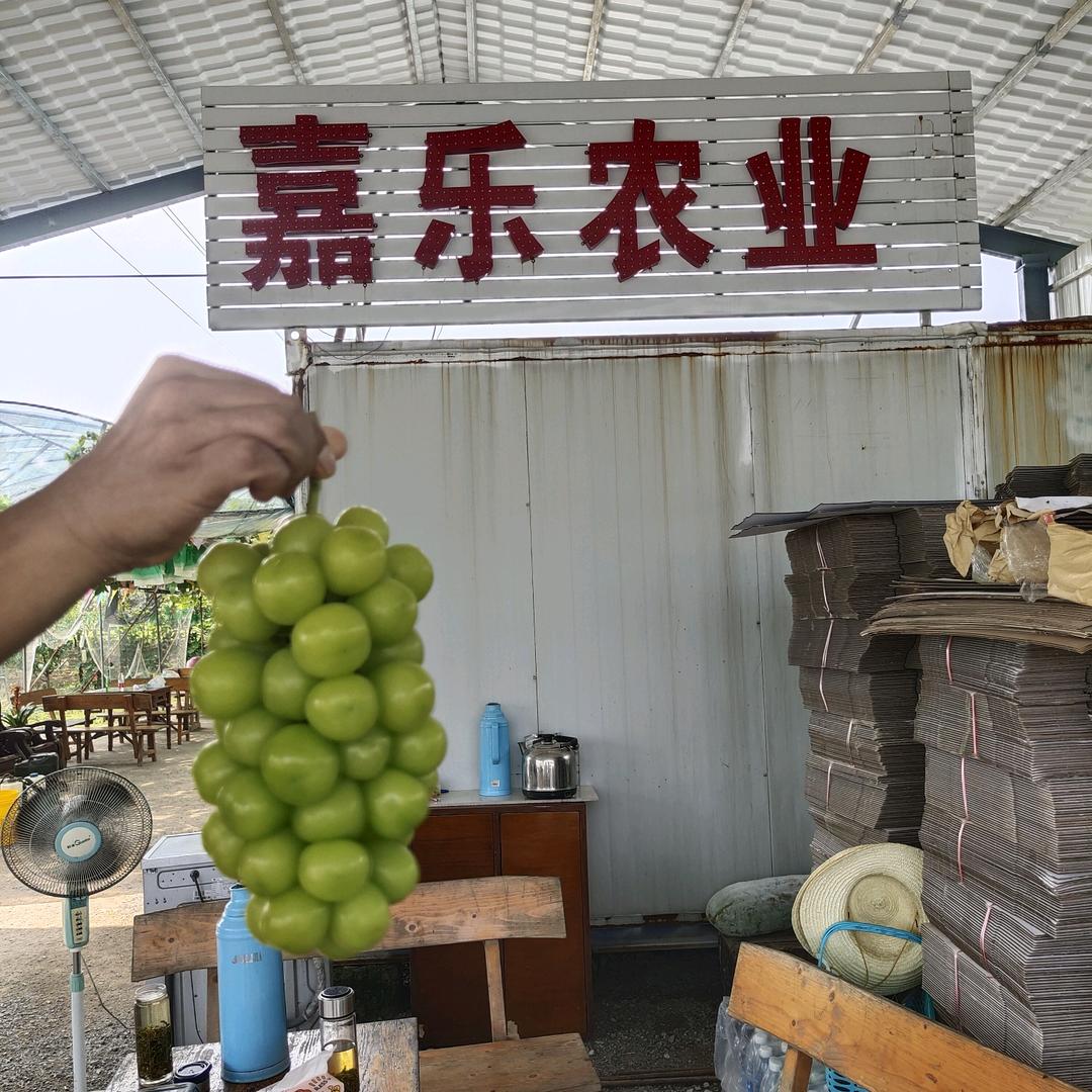 嘉乐农业提子采摘园