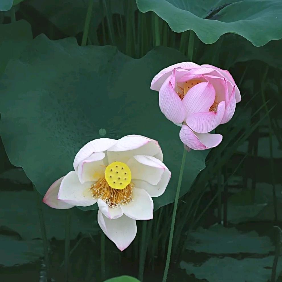 你懂的
