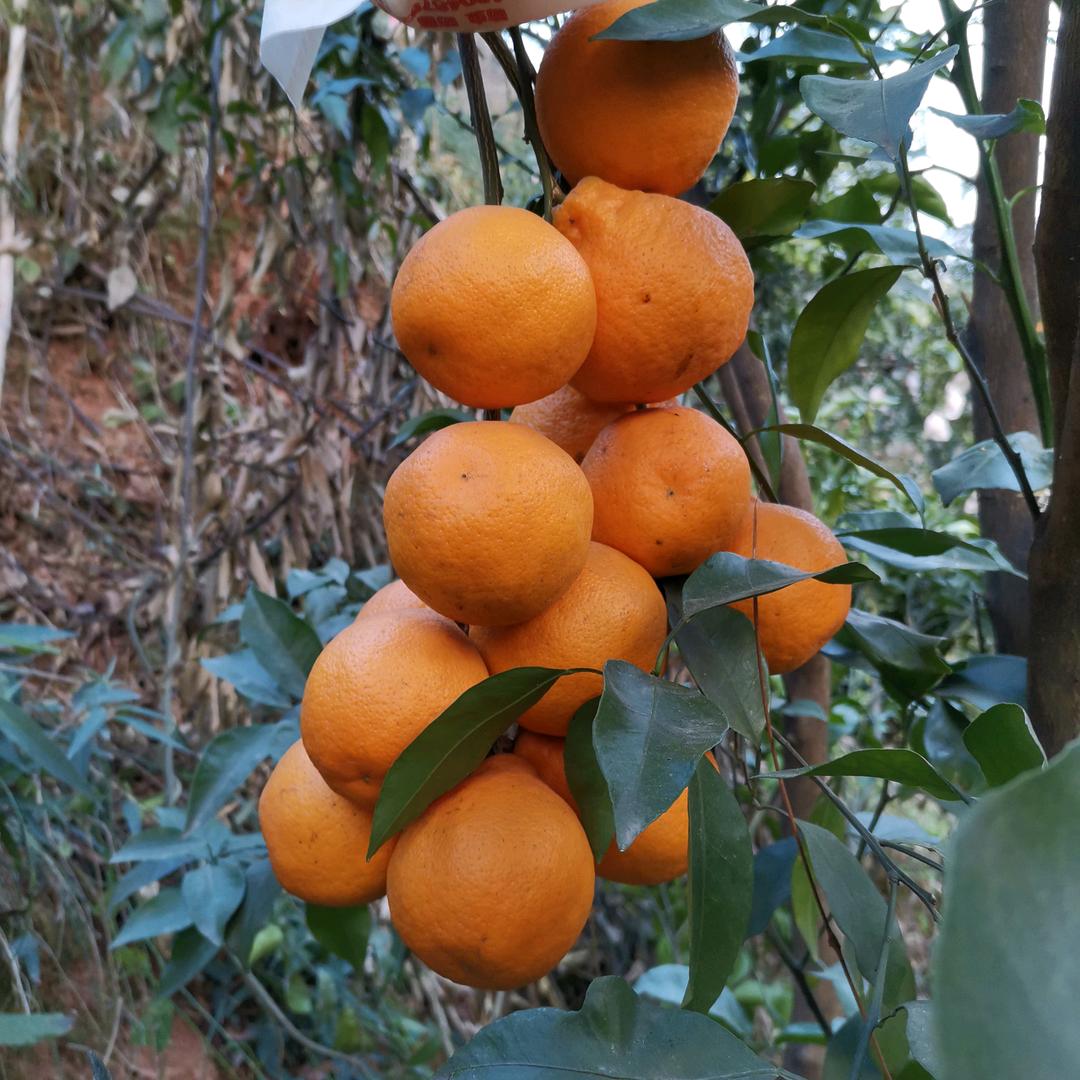 农资 植保 刘一手