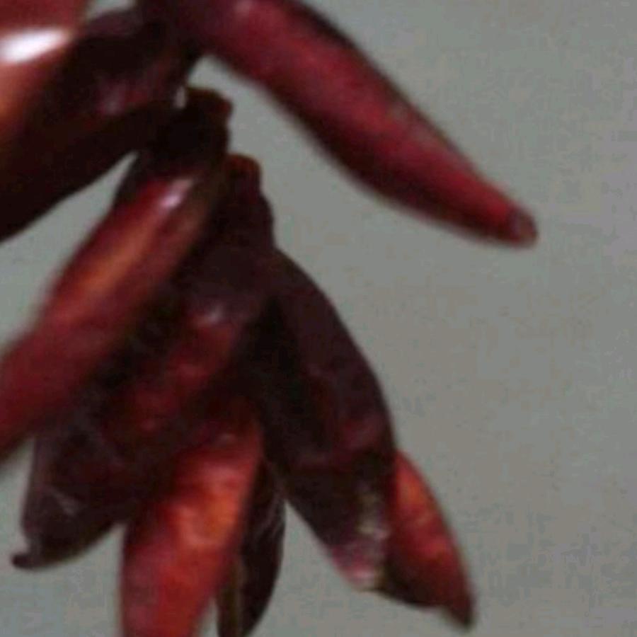小辣椒