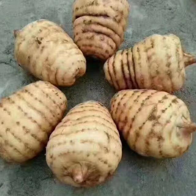 农村天麻种值