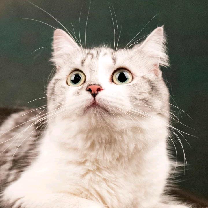 兜兜🐱