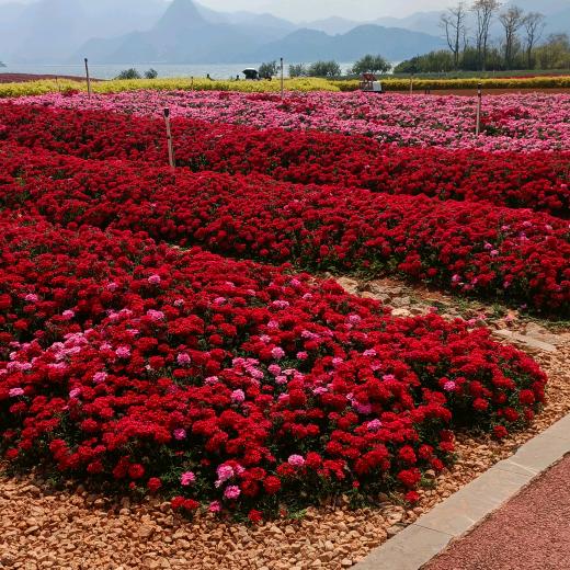 生活中的小美好