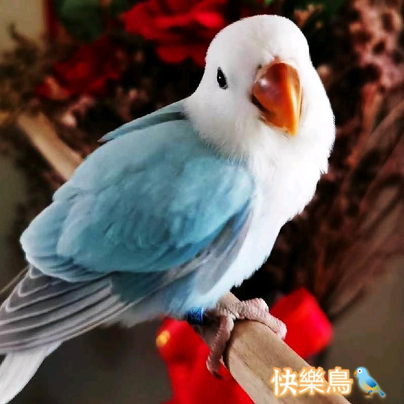 快樂鳥🦜