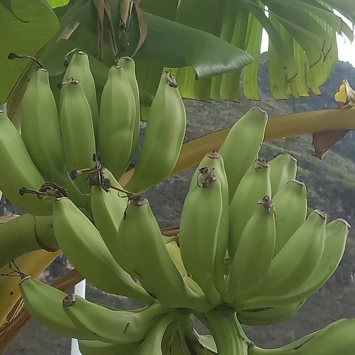 紫衣