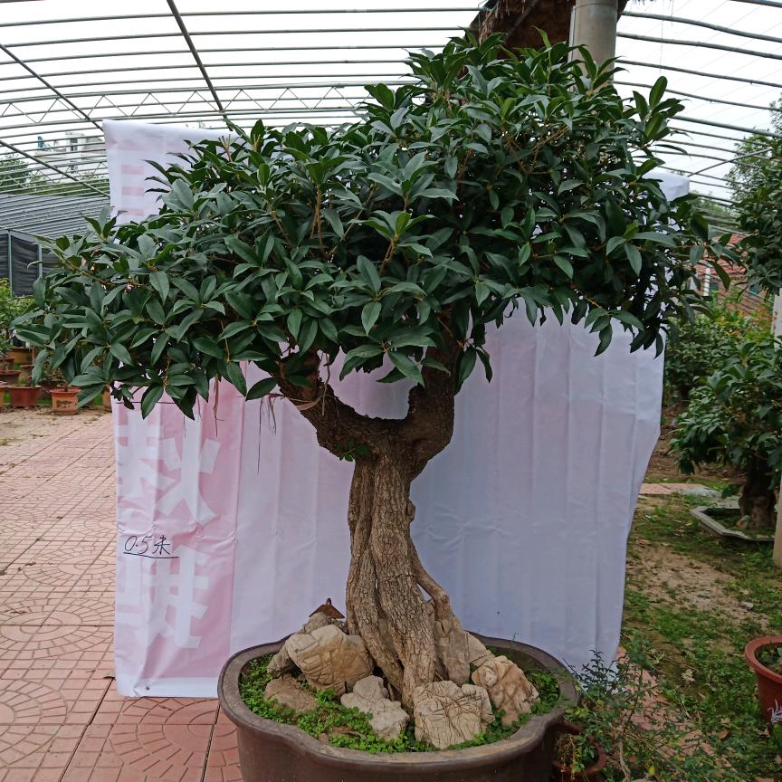 寿光老张花木基地