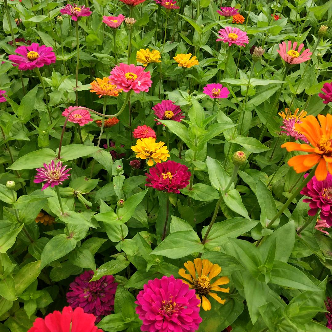 美花