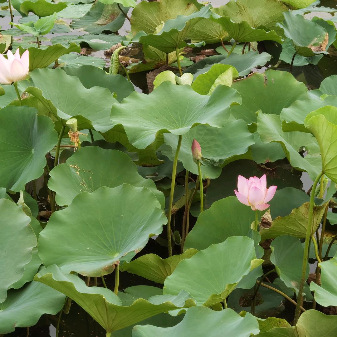 郭素芳