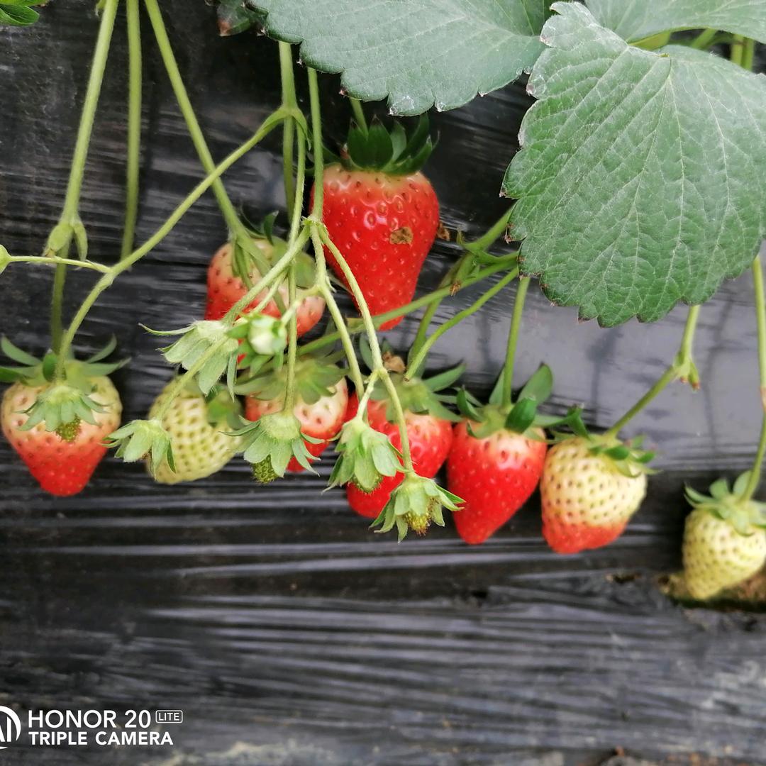 屈原小学草莓园