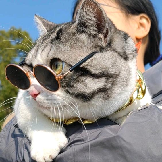 小男猫吴大P