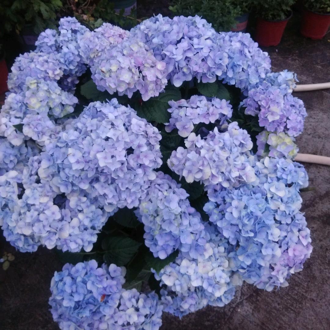 静姐姐的梦想空中花园