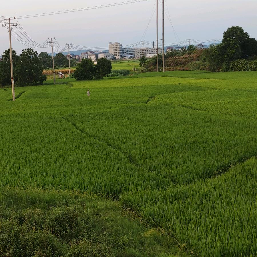 琼姐