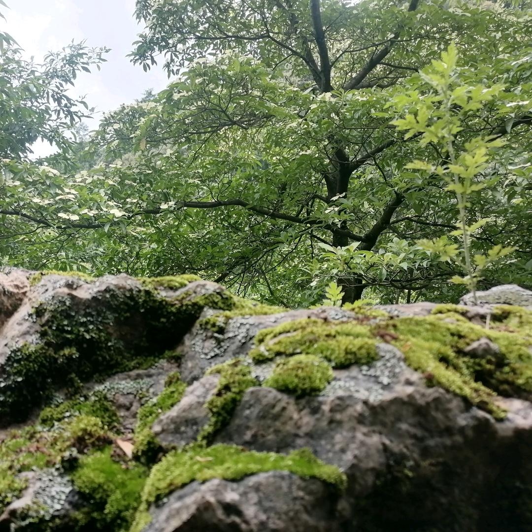 来我栽花养你