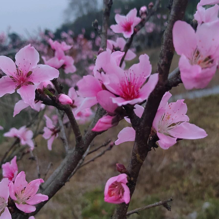 桃花韵