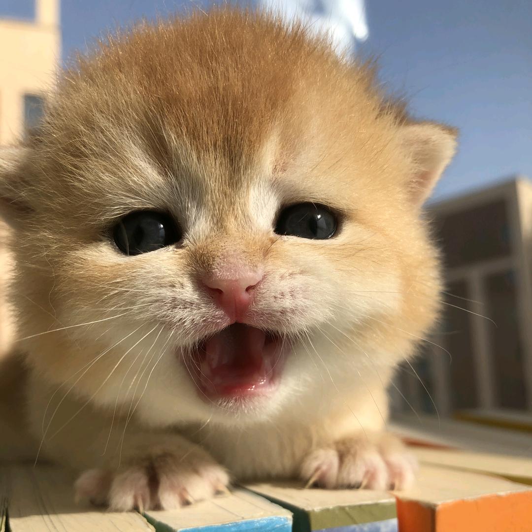芒果家的猫