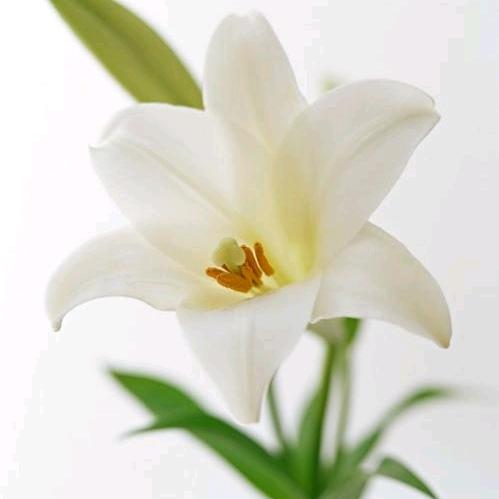 一束富贵花