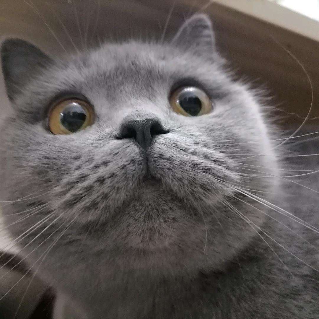 我去扬你骨灰