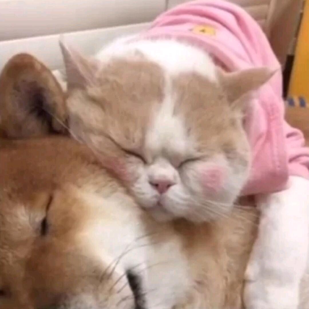 多肉葡萄加椰椰