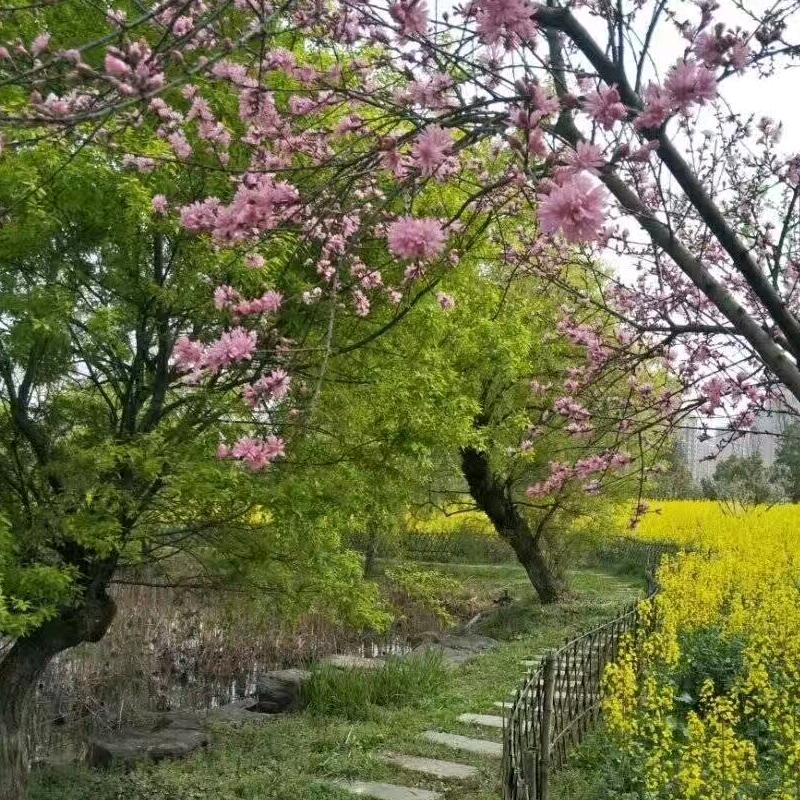 🌿枫❤️🌿思❤️🌿雨❤️