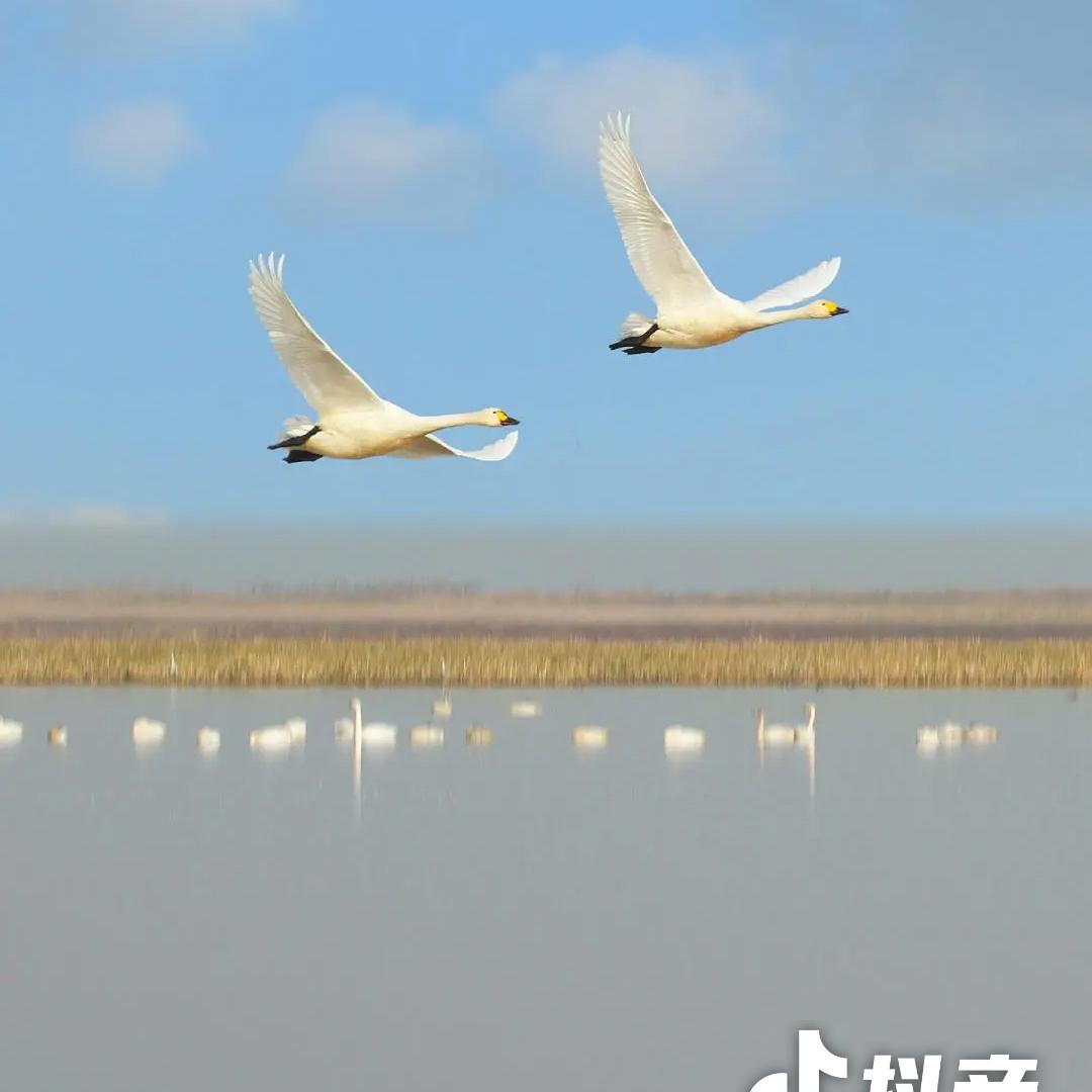 zhaozhongyan礼尚往来