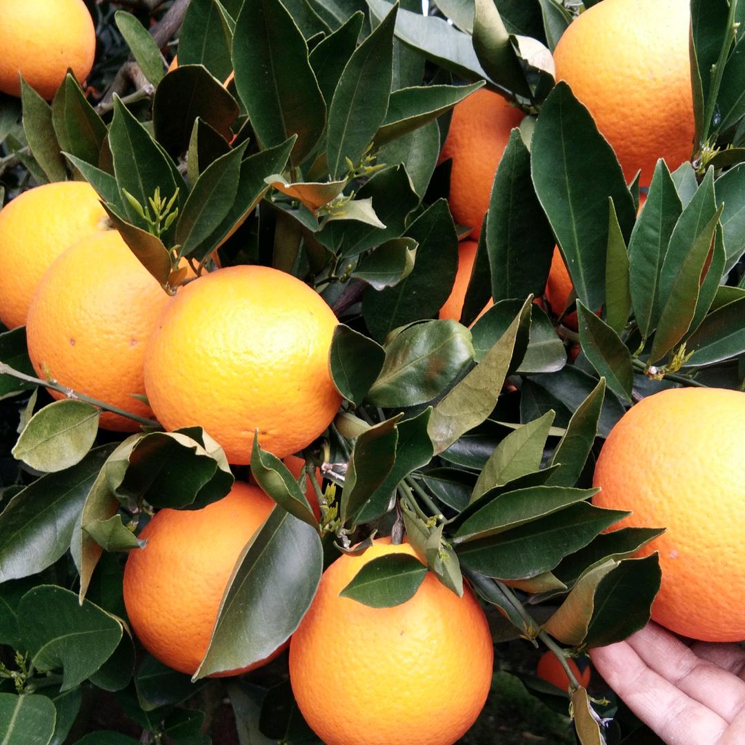 ｡◕‿◕｡可乐,,•ω•,,加冰^ω^