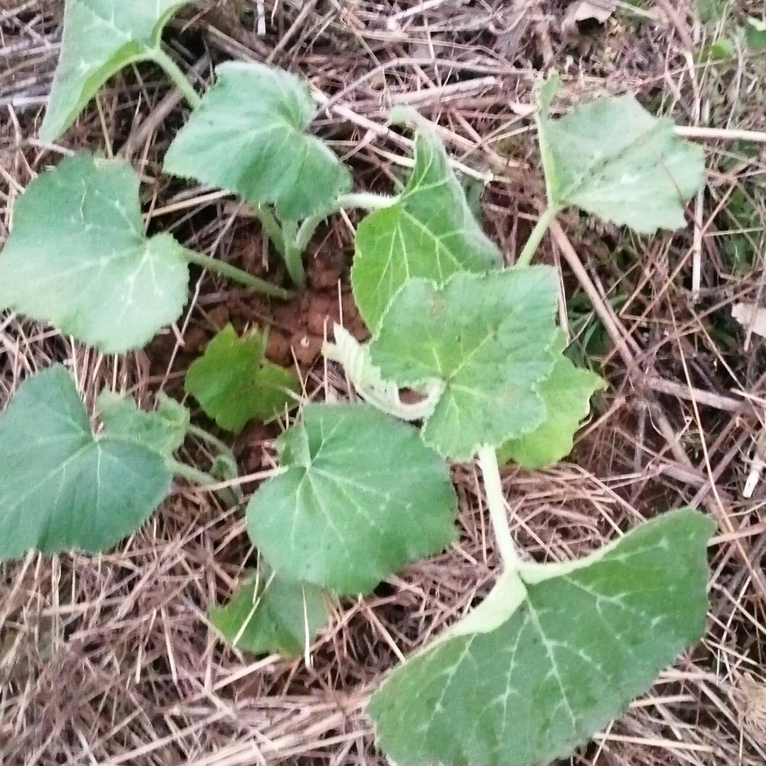 雷雨交加的夜，令人害怕
