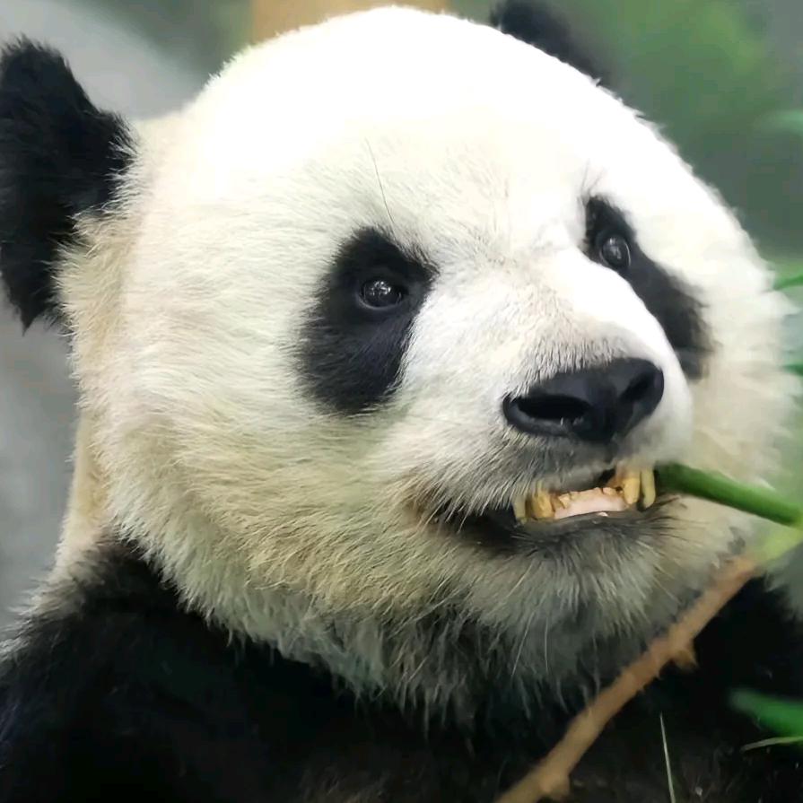 Panda🐼阿冲