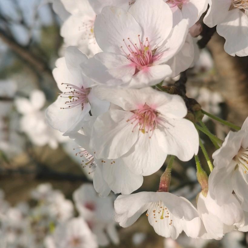 秀